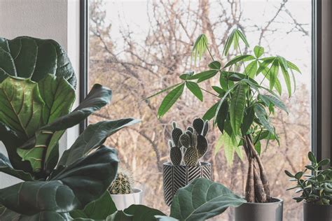 秋天種什麼花|秋天植物盛開指南：金針花、杭菊、韭菜花、楓葉、芒。